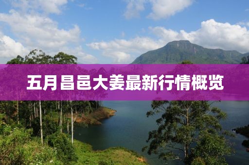 五月昌邑大姜最新行情概览
