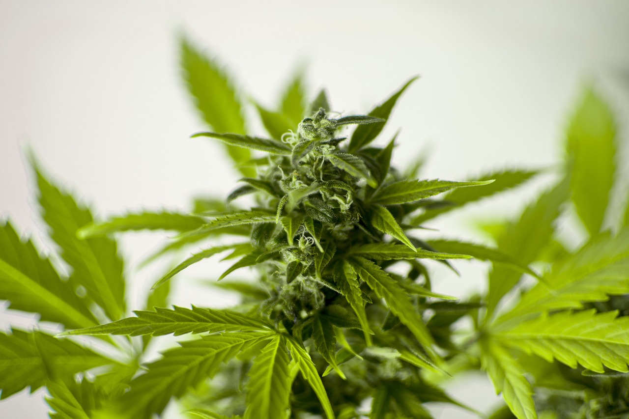 植物大战僵尸2最新版破解版下载，法律边缘的游走与道德考量探讨