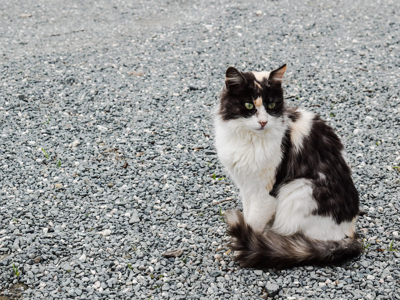 猫咪战车最新版游戏新体验与特色解析