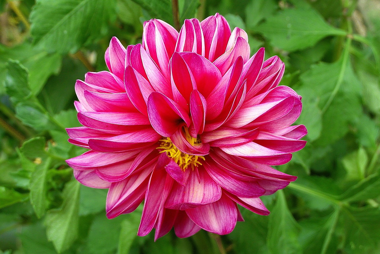 2016年4月全新松花菜品种介绍概览