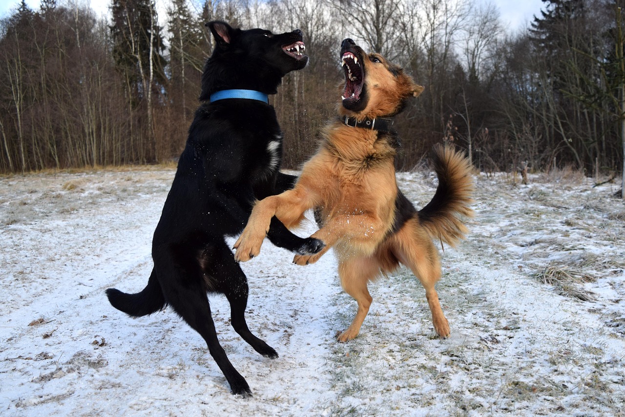 四月农村犬斗赛事，热血沸腾的犬战盛宴