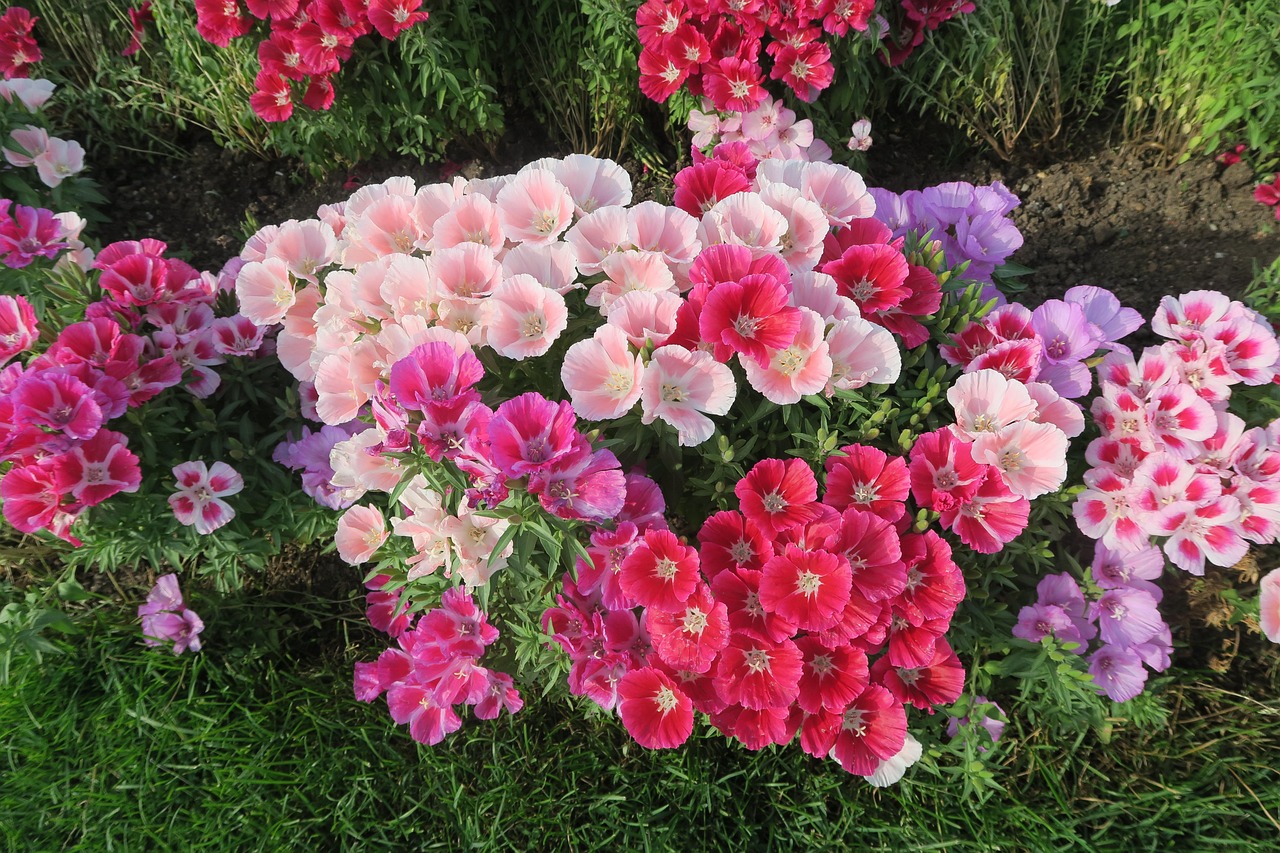四月的芬芳，桂园上市时刻揭秘